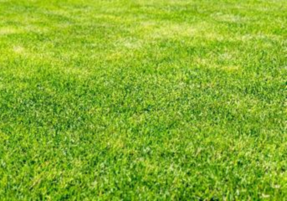Lawn